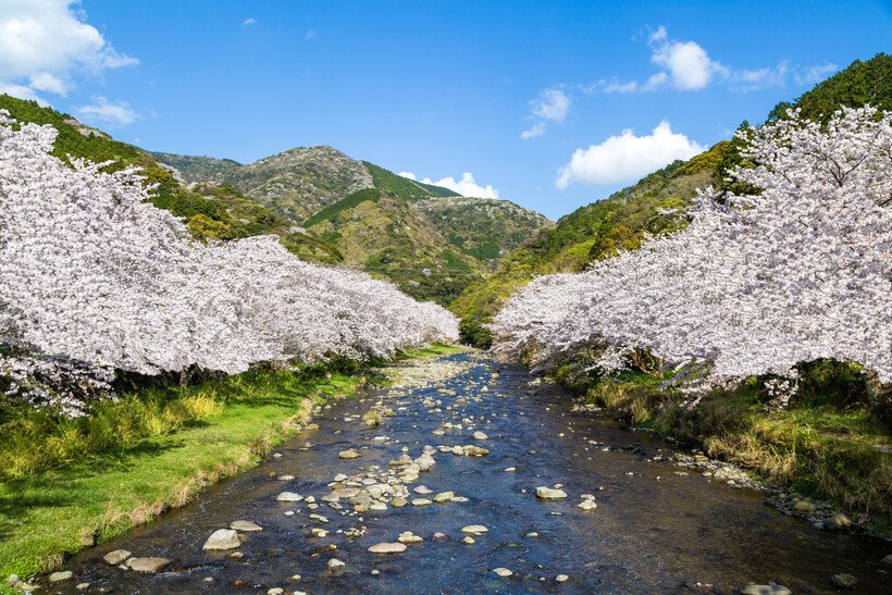 【食べる桜の世界】食べる桜の里を訪ねて　松崎町＜静岡＞