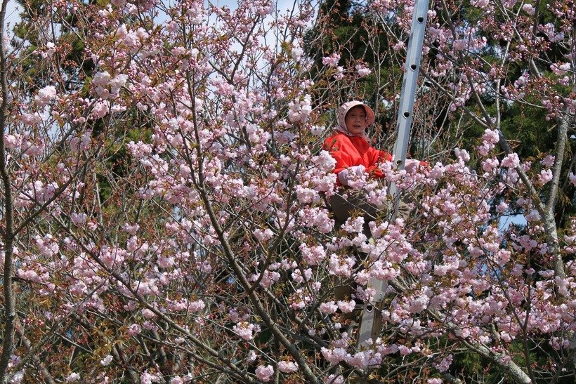 ２　千村八重桜摘み取り.jpg
