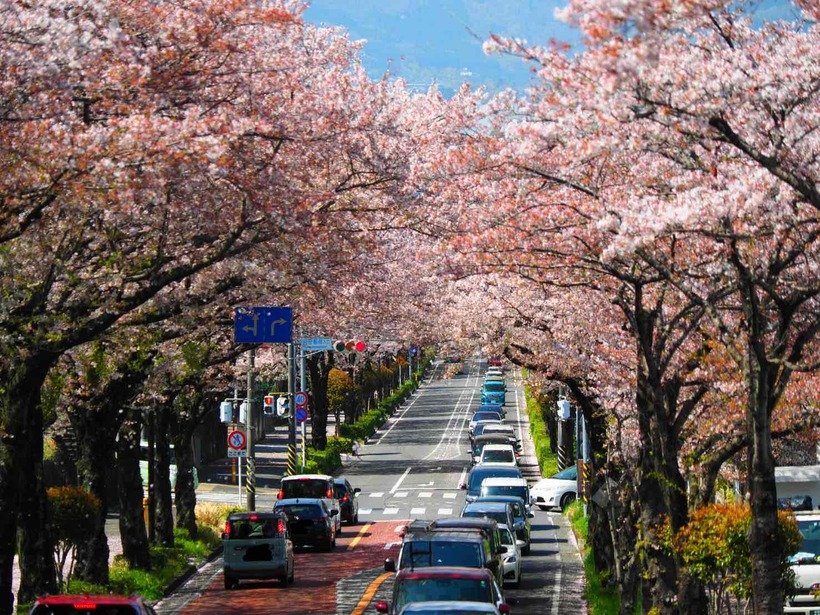 【食べる桜の世界】食べる桜の里を訪ねて　秦野市＜神奈川＞