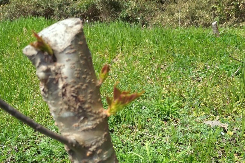 4 A 大島桜台切り.jpg