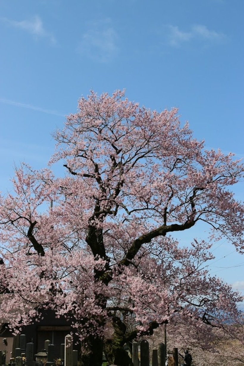 ４．清水の桜.jpg