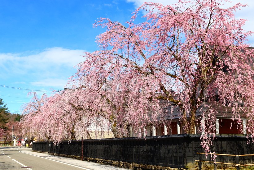 【歩く旅】武家屋敷通りを彩るシダレザクラと桧木内川堤のソメイヨシノの競演＜角館＞（1）