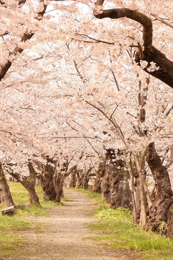 ８.桧木内川堤-桜並木（仙北市観光課）IMG_5352.jpg