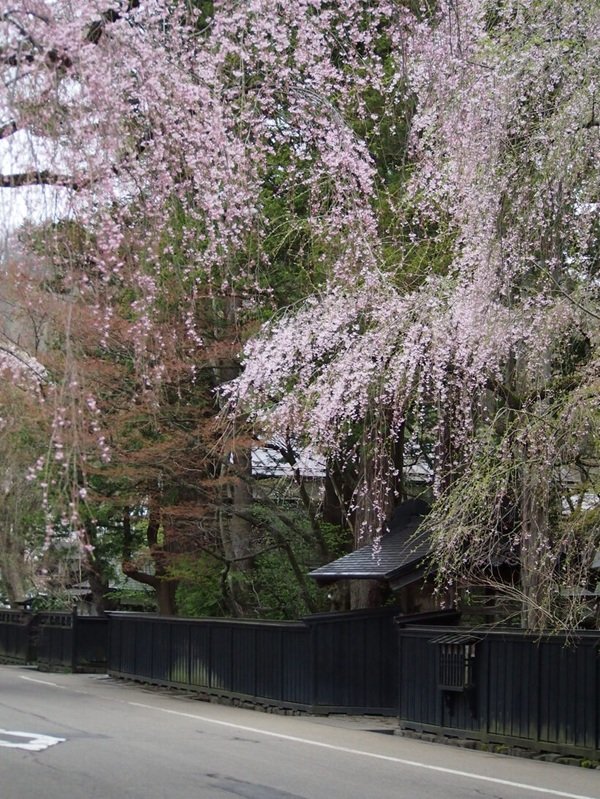５.石黒家前シダレザクラ（仙北市観光課）.jpg