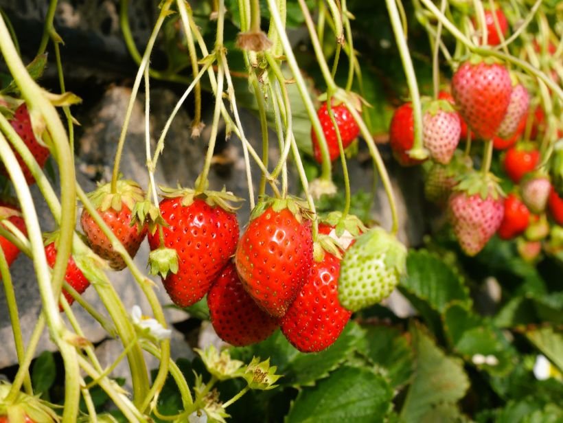 豊かな自然と歴史が育む食文化を訪ねて　おいしい静岡（２）