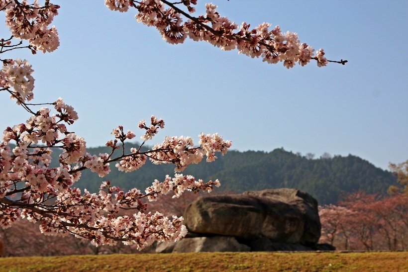 02●IMG_石舞台_桜（春）.jpg