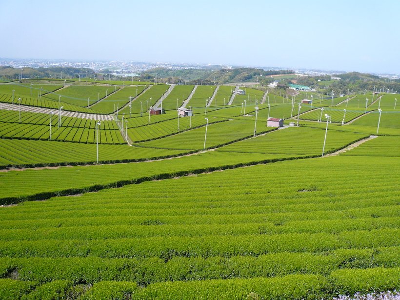 学ぶ、体験、味わう、泊まる　新茶に誘われて 茶どころ探訪