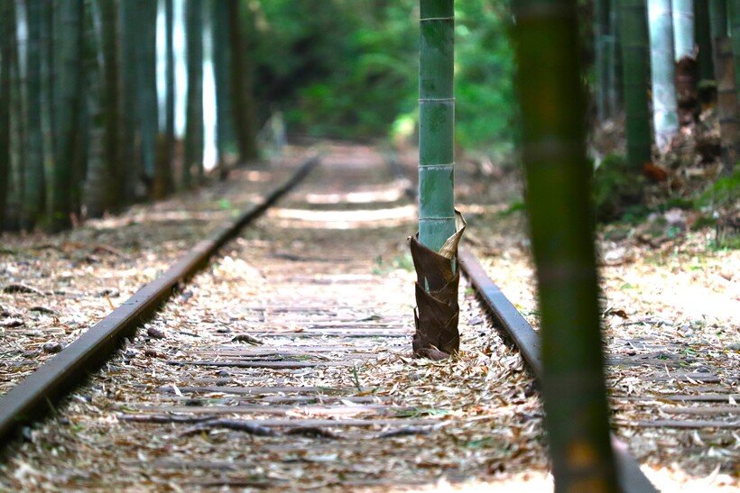 01-1_廃線跡竹林（横）①.jpg