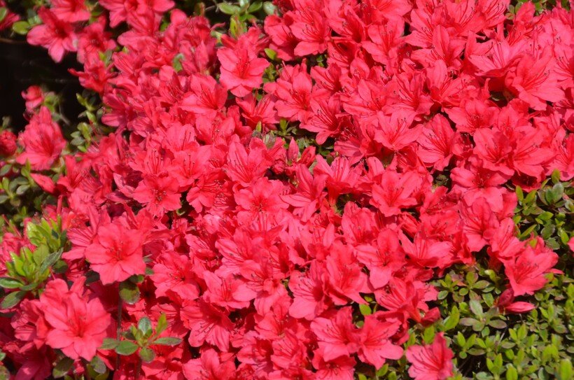 10.後楽園ツツジ .jpg