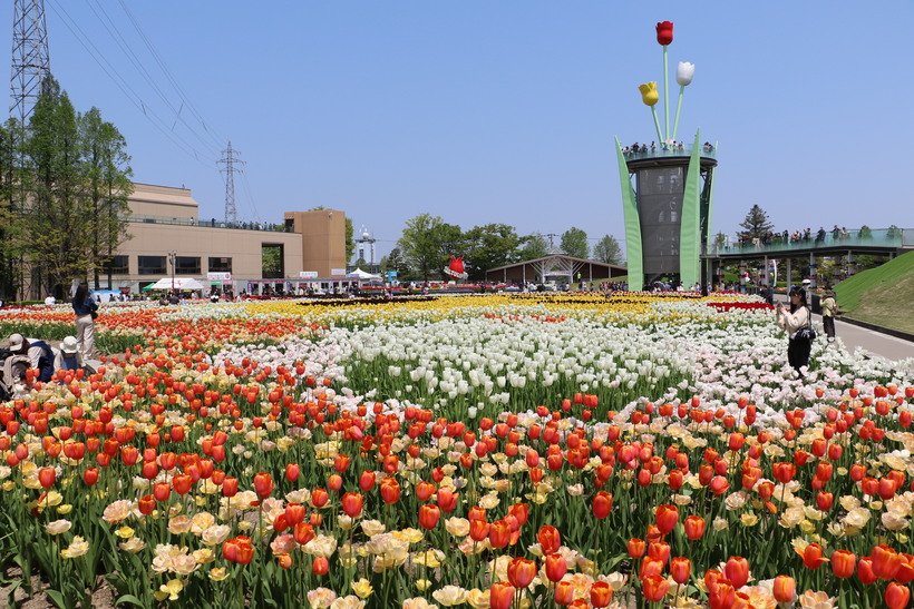 11.チューリップ畑.jpg