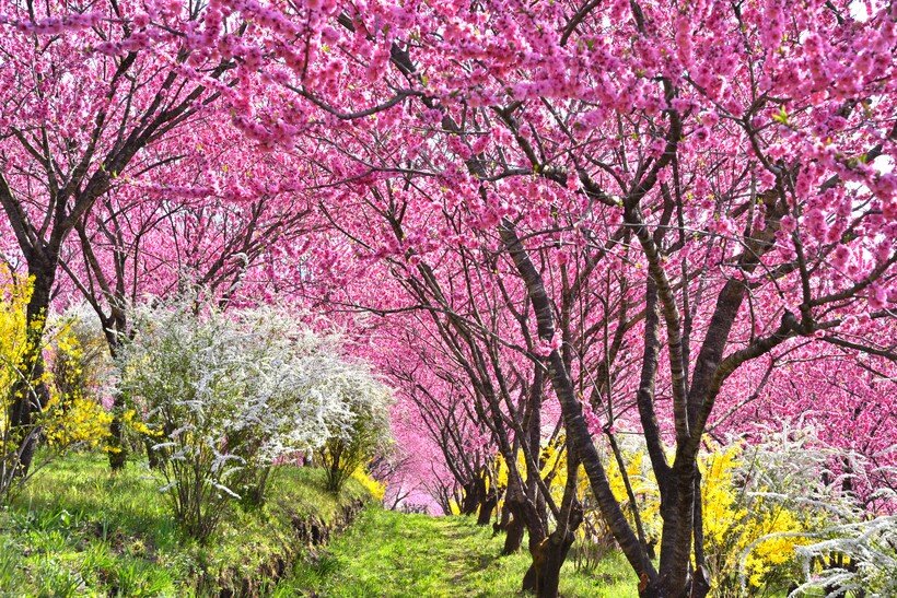 花と温泉、アクティビティ　春らんらん ぐんま・吾妻