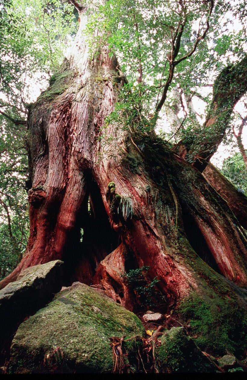 ８　二代大杉（白谷雲水峡コース）pic-2daioosugi1-dr.jpg