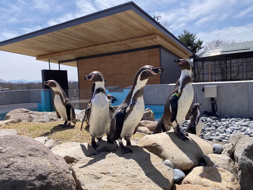 長野県の小諸市動物園に新たな動物が仲間入り🐧