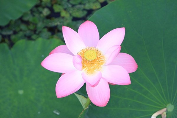 伊豆沼（小）.jpg