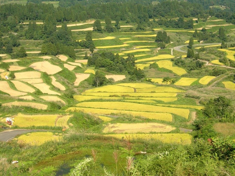 ⑩棚田2 2006.09.25.jpg