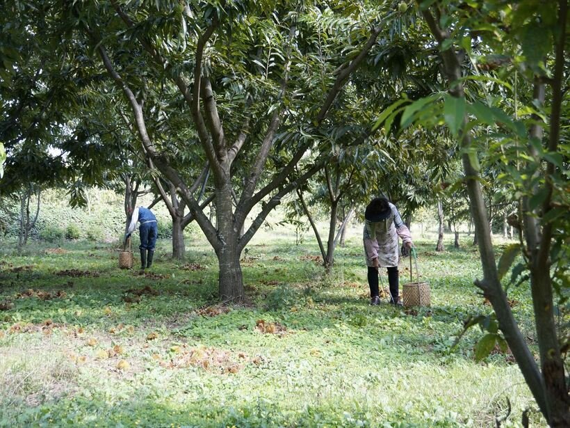 【スイーツの町さんぽ】国内有数の栗の生産量を誇る“モンブランの町”＜茨城・笠間＞