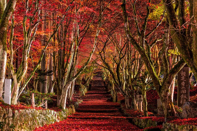 秋の滋賀「高島・米原・長浜」へ　湖北・湖西で紅葉名所めぐり🍁