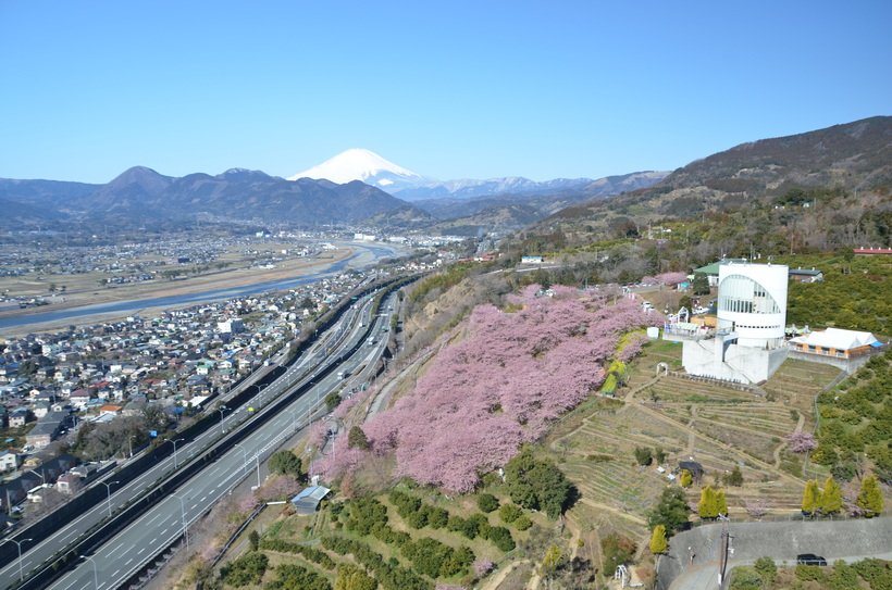 16西平畑公園桜まつり①.jpg
