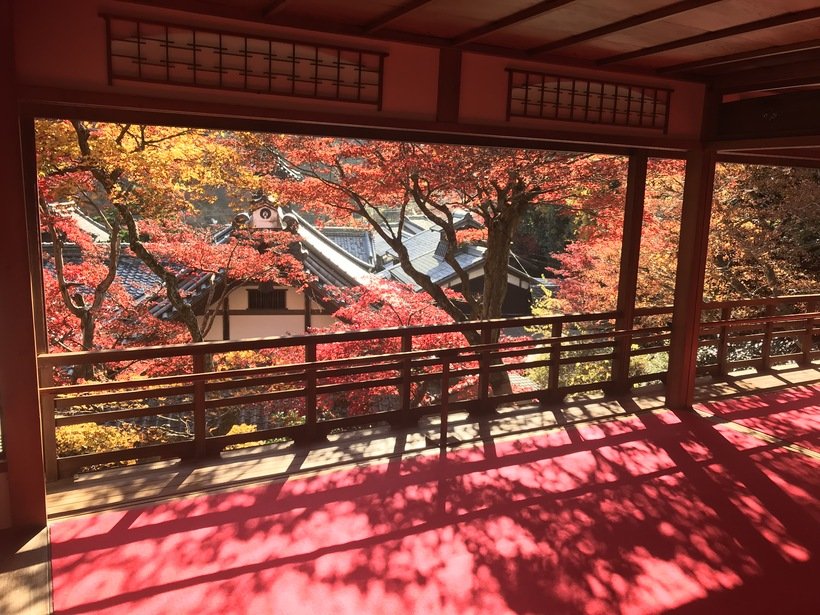 6_楊谷寺_上書院からの紅葉.jpg